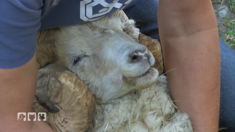 Kerstins Tiere müssen vermittelt werden
