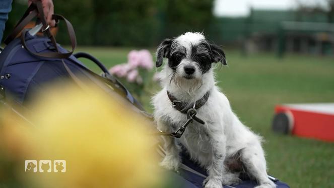 Golfabenteuer für Hund und Herrchen