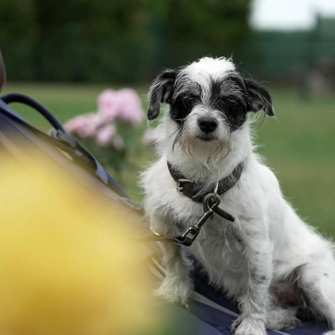 Kate und Hund Knox probieren sich im Doggi-Golf