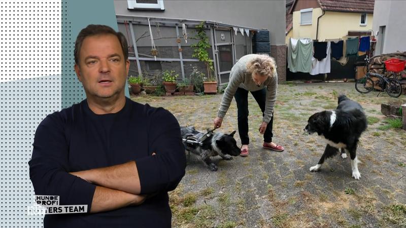 Hündin Jelle kennt kein Ende beim Bellen