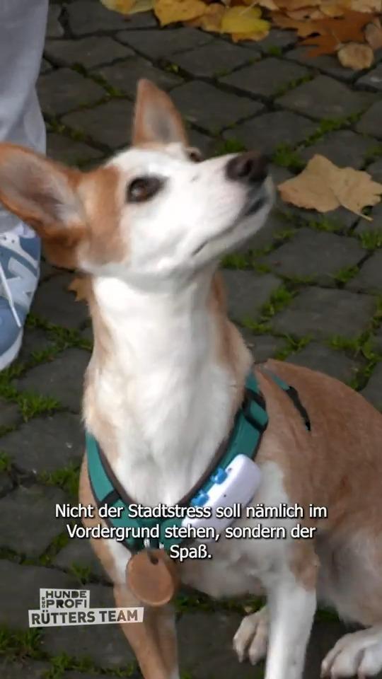 Hund Lou legt die Bremse ein