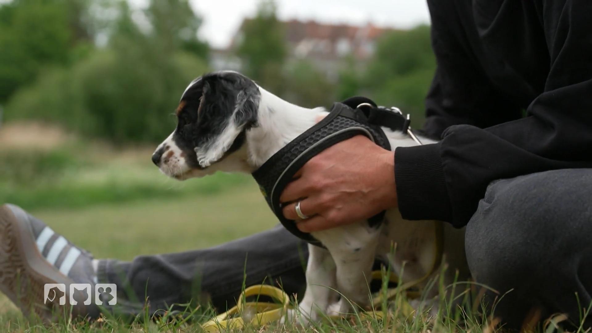 Boo schnuppert in die Fußstapfen von Hund Knox