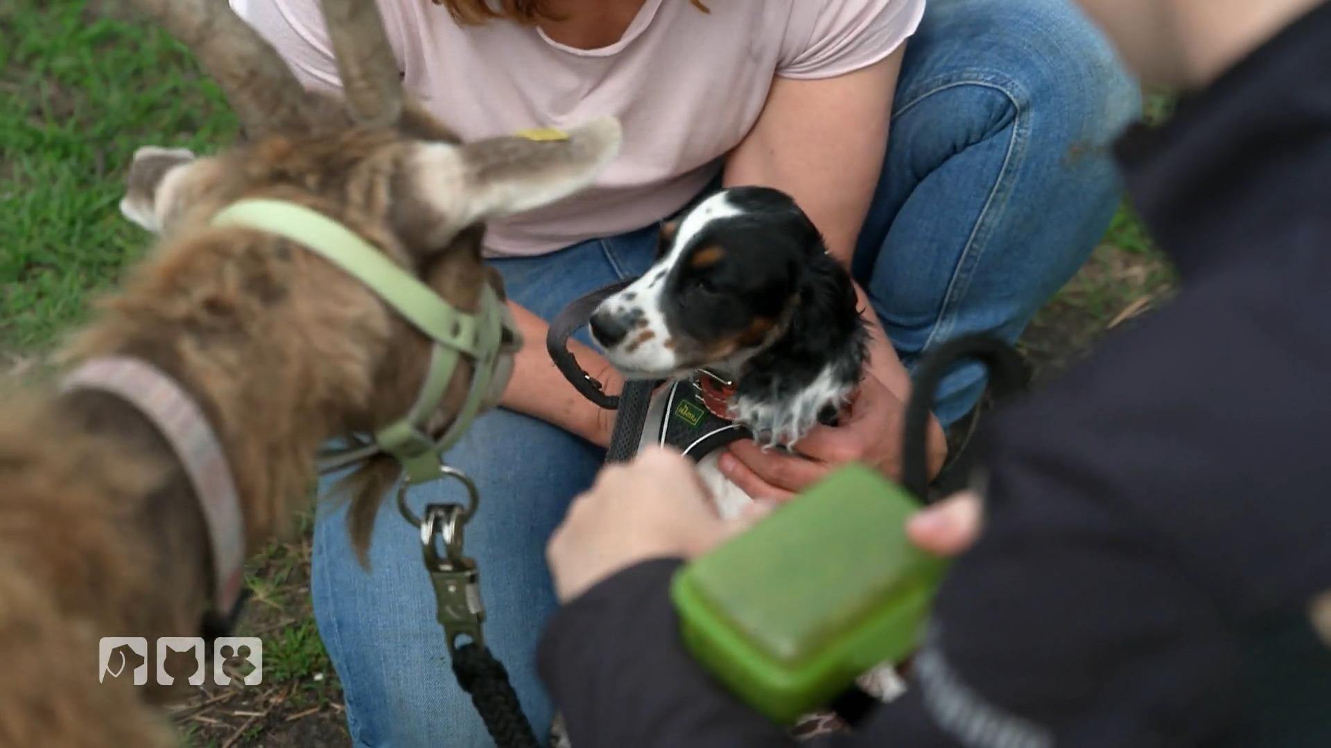 Boo trifft zum ersten Mal auf Schweine und Ziegen