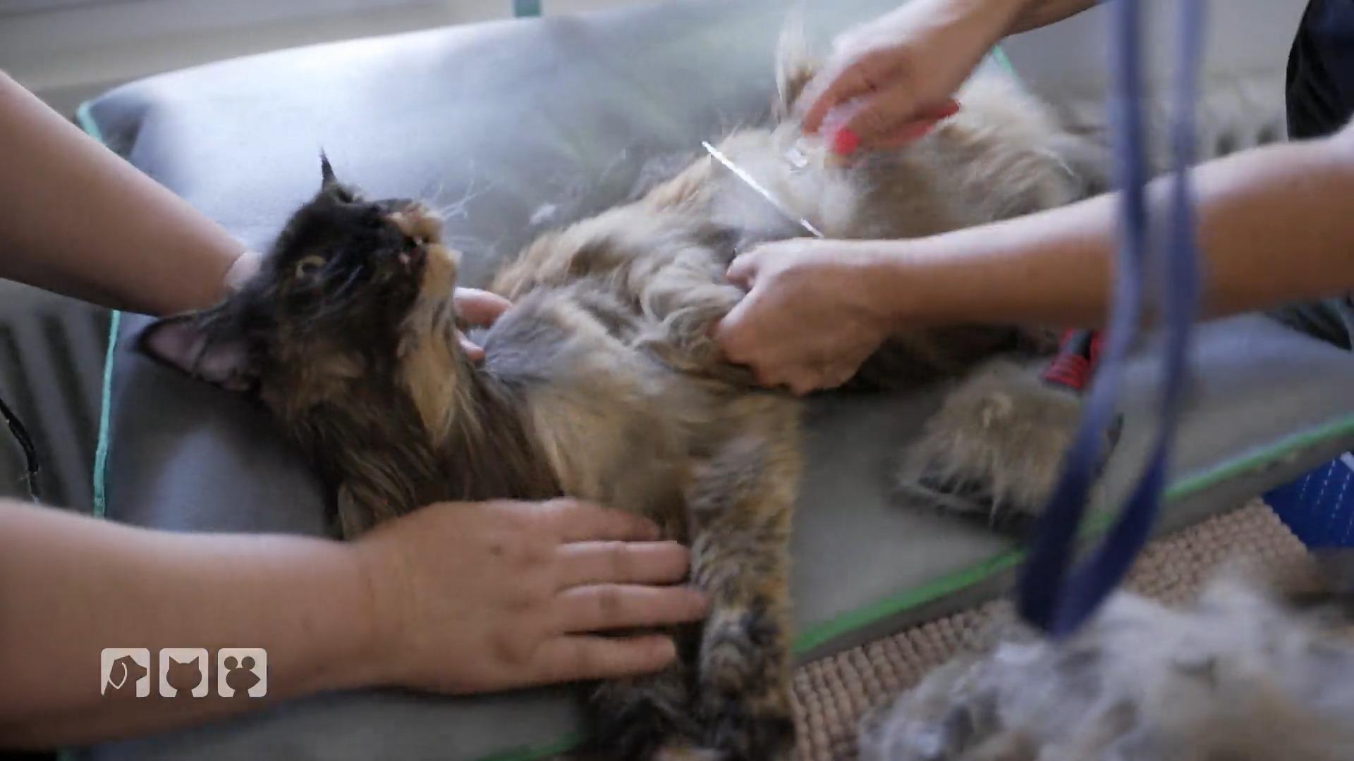 Warum ältere Katzen vom Friseur profitieren können