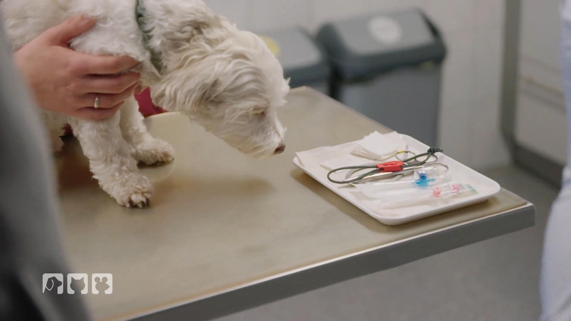 Im ABC der Tiermedizin steht heute C wie Chip