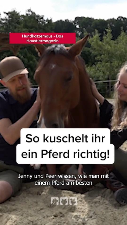 So kuschelt ihr Pferd richtig