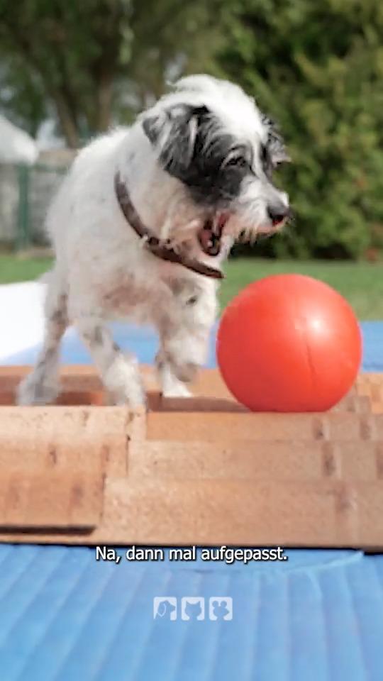 Das ist Doggi-Golf!