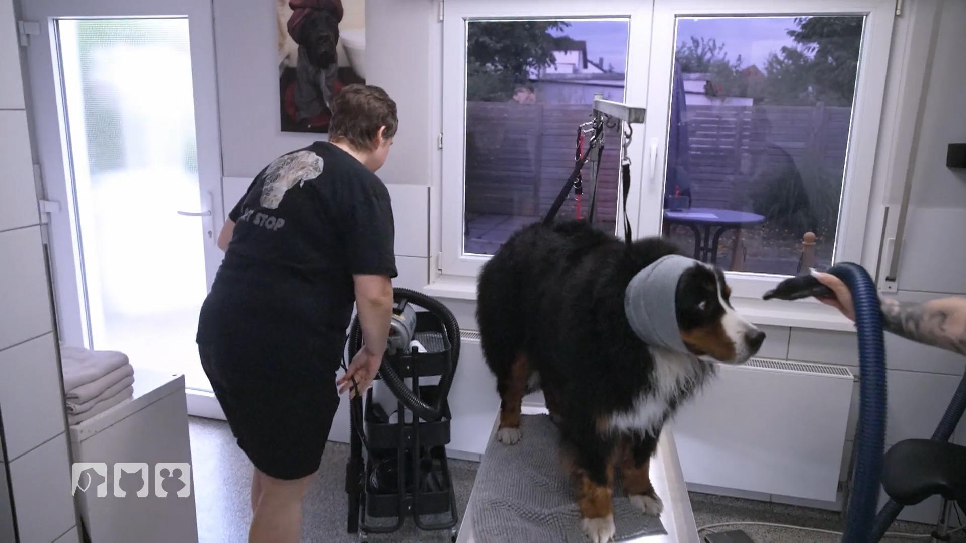 Im Hundesalon rückt das Team Toni der Unterwolle zu Leibe