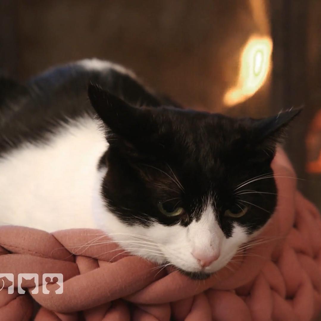 Kate Kitchenham sucht die beste Lösung für Katzenhalter