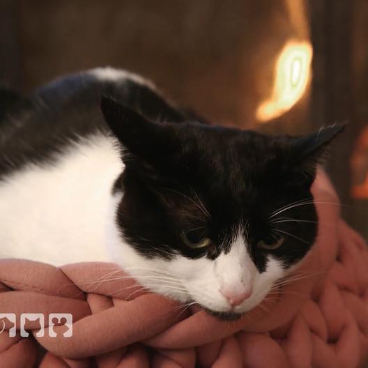 Wohin mit der Katze im Urlaub?