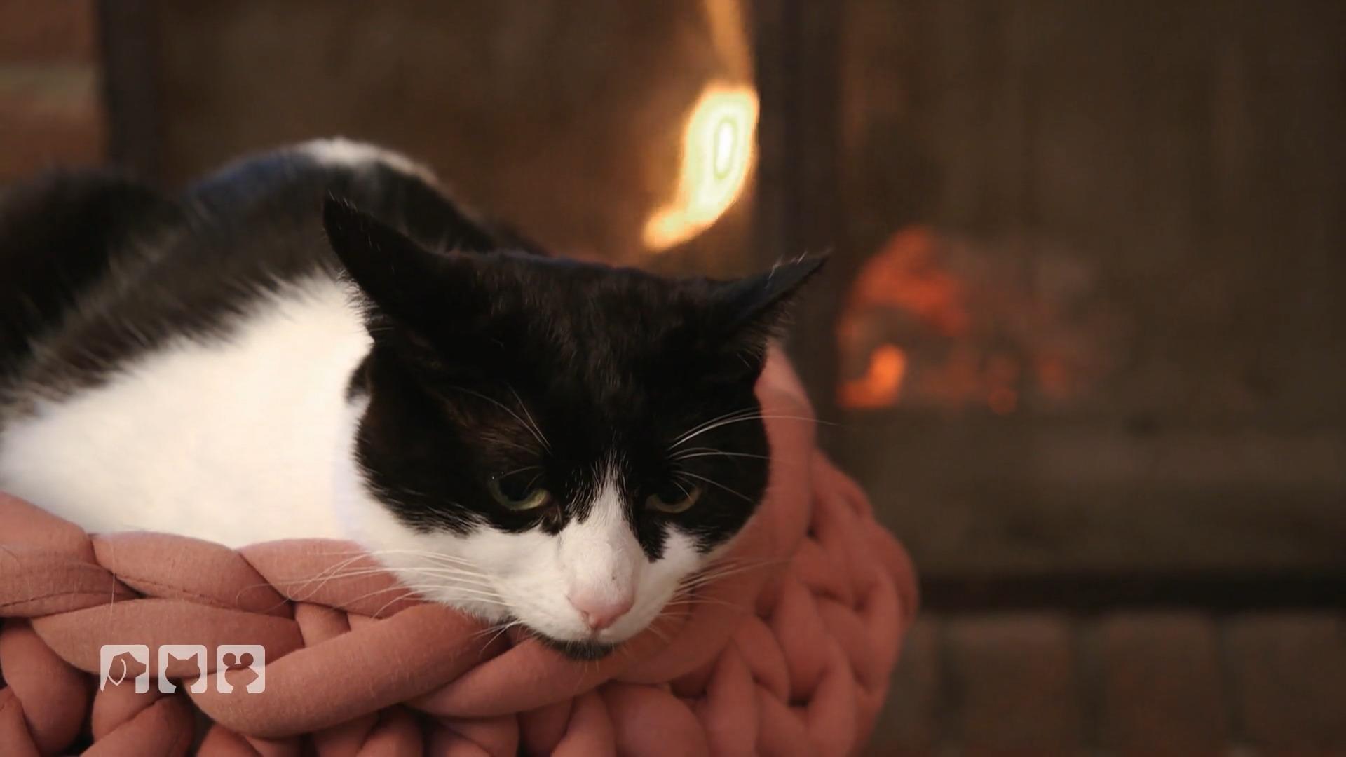 Kate Kitchenham sucht die beste Lösung für Katzenhalter