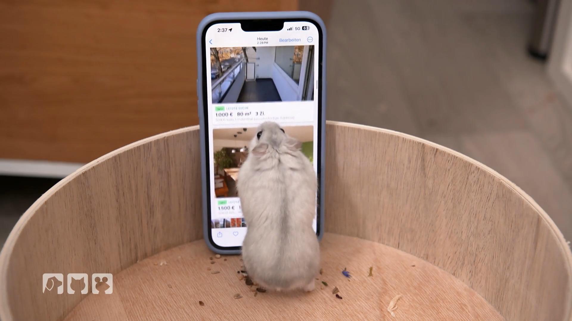 Hamster Mylo bezieht sein neues Apartment