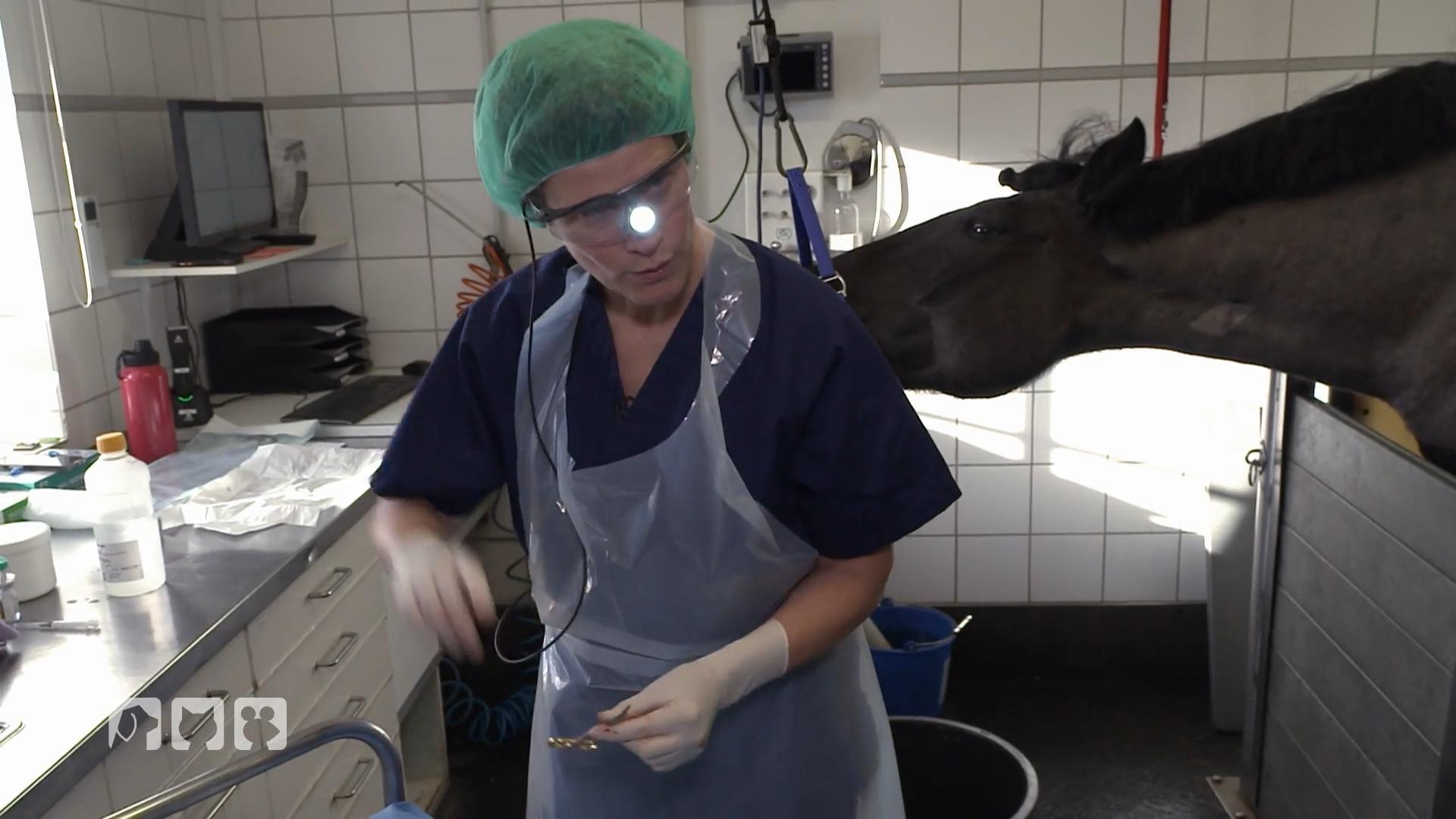 Pferd Mogli wird wegen verstopfter Nasengänge operiert