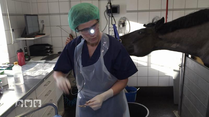Pferd Mogli wird wegen verstopfter Nasengänge operiert