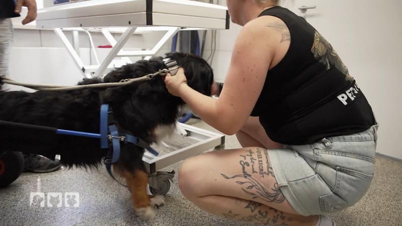 Im PetStop kümmert sich das Team um Bonnie