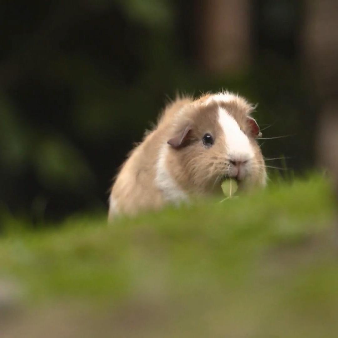 So kommen Meerschweinchen sicher durch den Winter