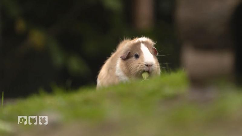So kommen Meerschweinchen sicher durch den Winter