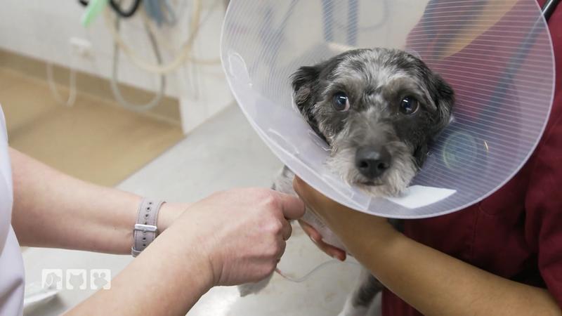 Im ABC der Tiermedizin steht heute B wie Blutabnahme