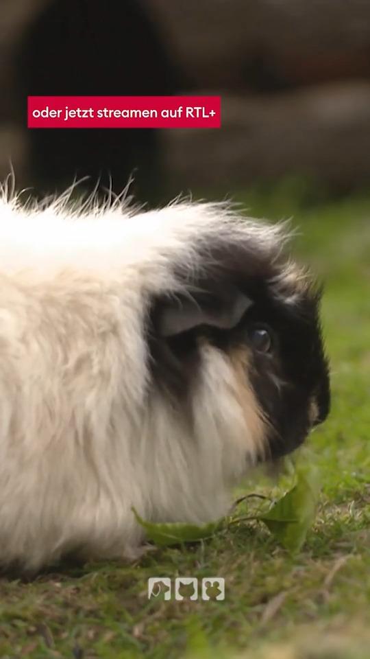 Outddorhaltung für Meerschweinchen