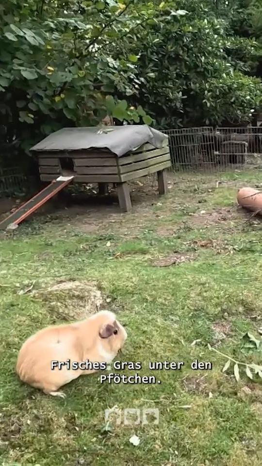 Meerschweinchenhaltung im Winter