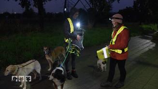 Mit diesen Tipps schützt du deinen Hund im Dunkeln
