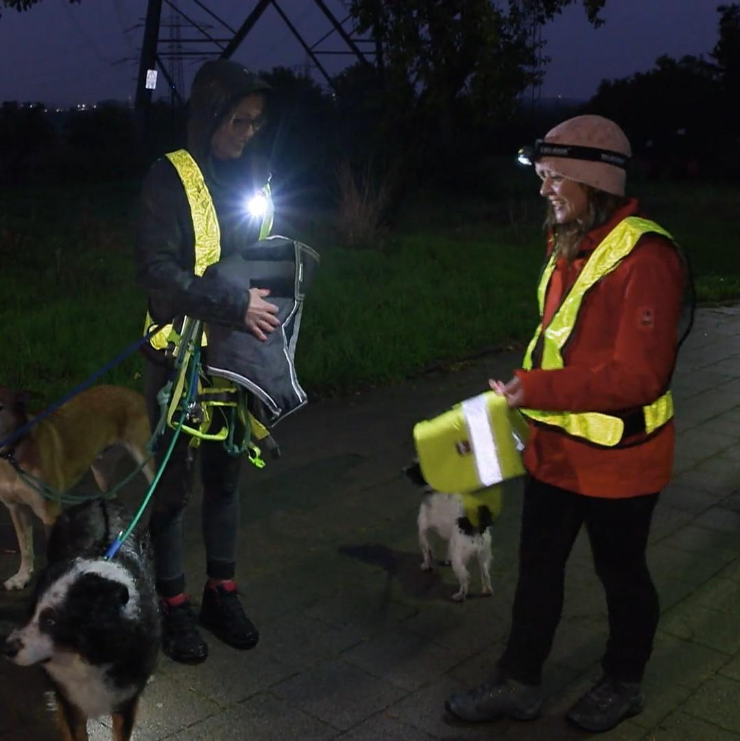 So schützen sie ihre Vierbeiner in der Dunkelheit