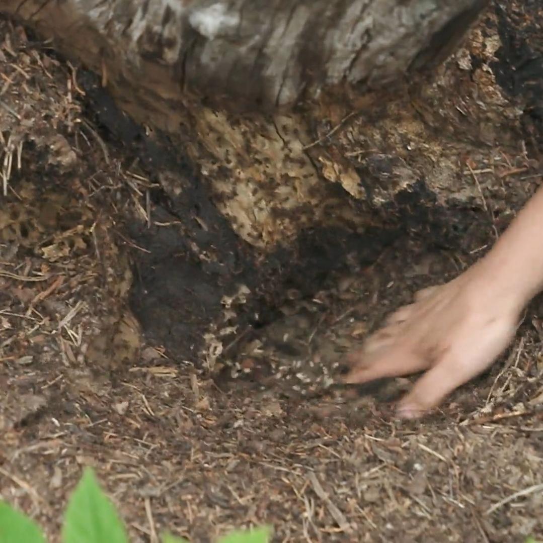 Helferin bei einem tierischen XXL-Umzug
