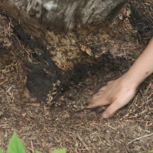 Wie ein Ameisenvolk den Garten verlässt