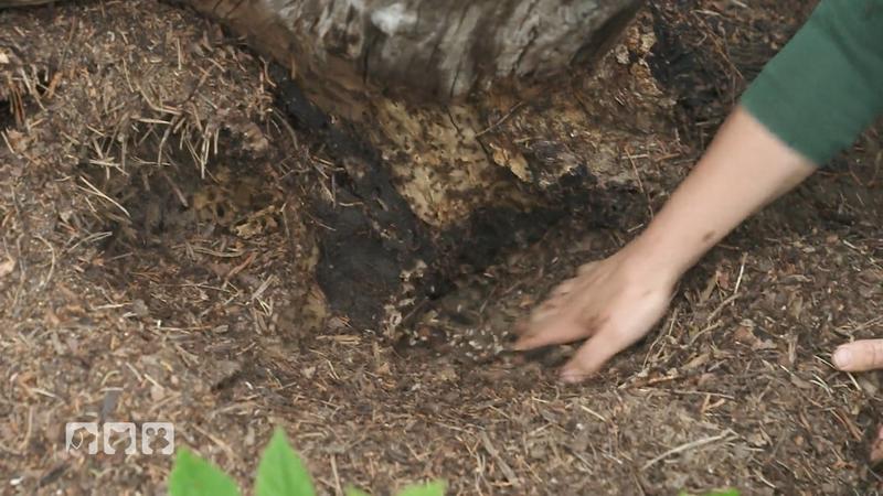Helferin bei einem tierischen XXL-Umzug
