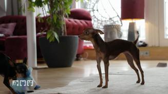 Warum auch kleine Hunde Konsequenz brauchen