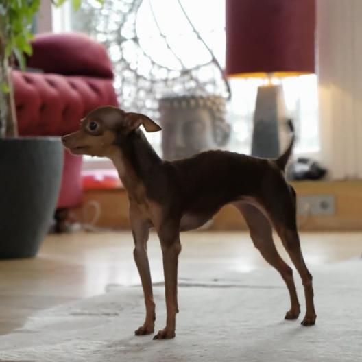 hundkatzemaus: So gelingt die Erziehung im Mini-Format