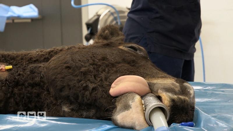 Pferd Miki unter dem Messer – die OP beginnt