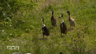 Natürliche Schneckenbekämpfer mit Charme