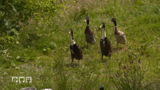Tierische Unterstützung gegen Nacktschnecken