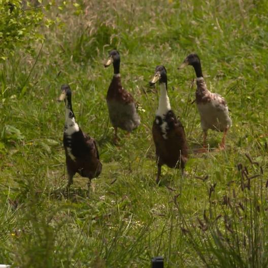 Tierische Unterstützung gegen Nacktschnecken