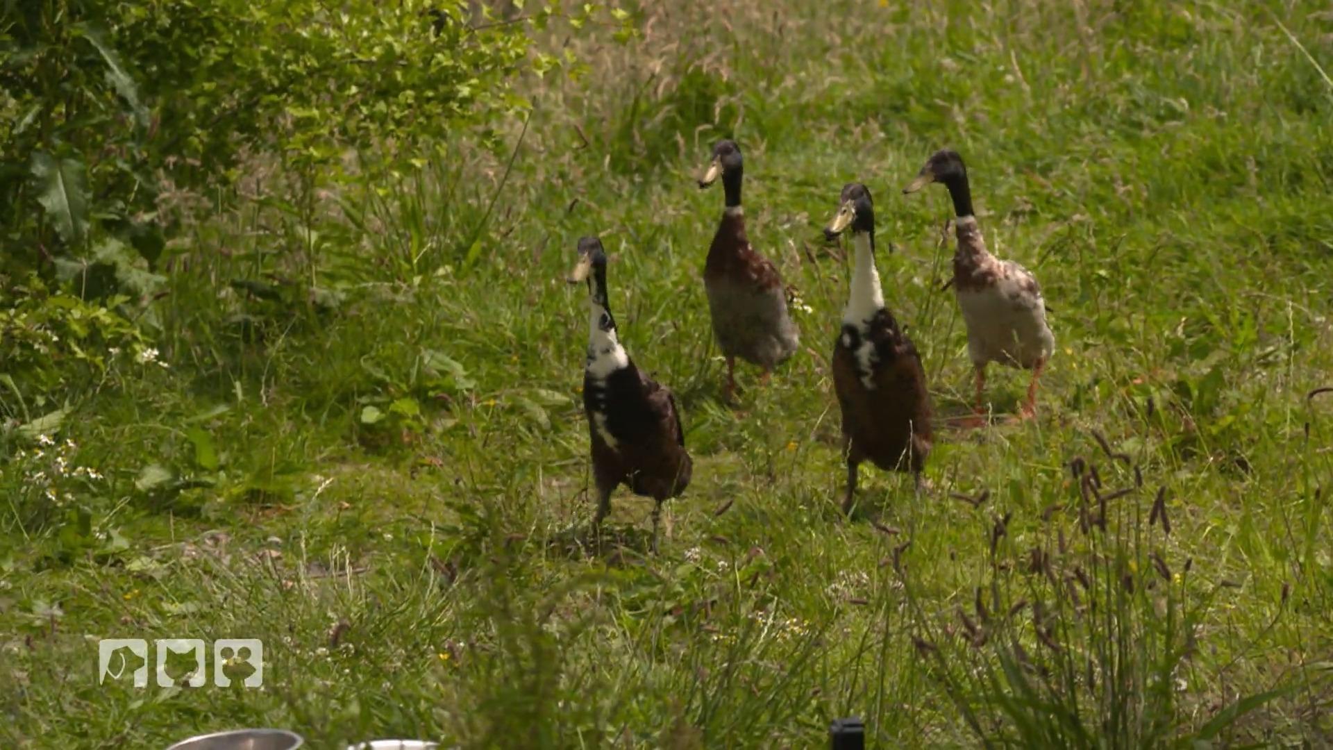 Mandy hat ein Nacktschneckenproblem