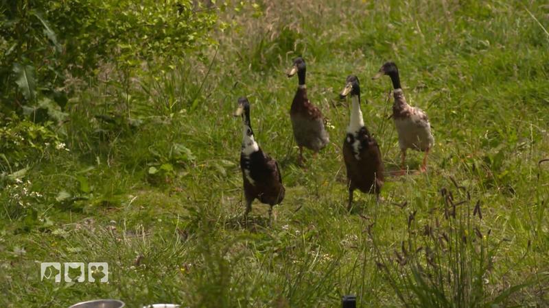 Mandy hat ein Nacktschneckenproblem