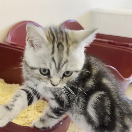 Katzenstreu im Test: Welche Variante überzeugt?