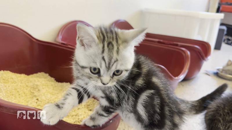 Katzenstreu im Check