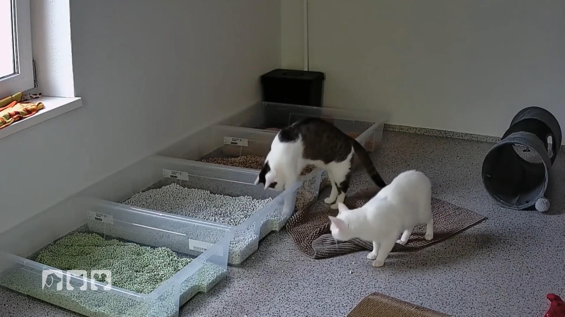 Naturholz oder Recycling – welches Katzenstreu überzeugt die Stubentiger?