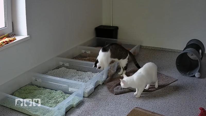 Naturholz oder Recycling – welches Katzenstreu überzeugt die Stubentiger?