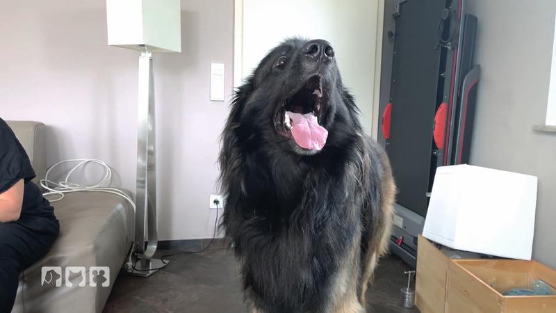 Kann Tierärztin Nadine Küpper Hund Janosch helfen?