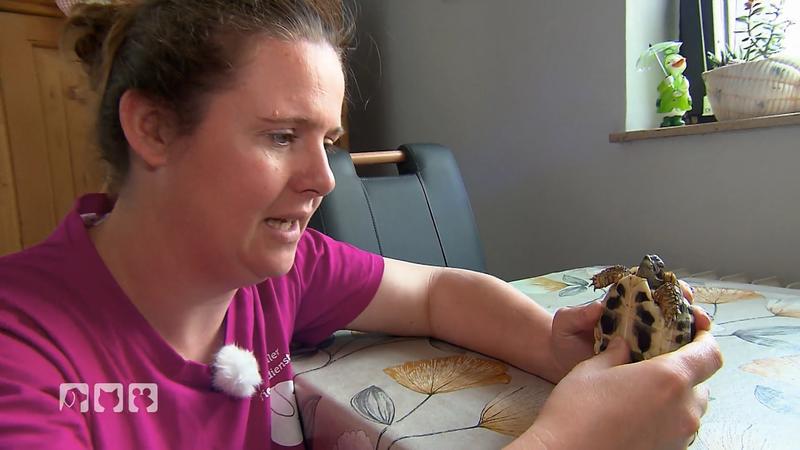 Tierärztin Nadine Küpper kümmert sich um eine rätselhafte Schildkröte