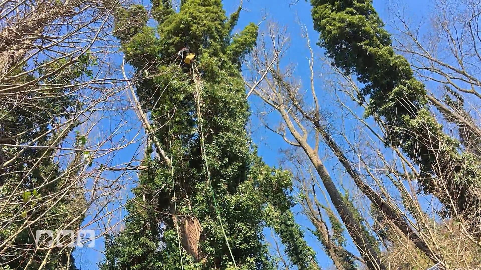 Tierretter Stefan Bröckling befreit in Duisburg eine Katze vom Baum