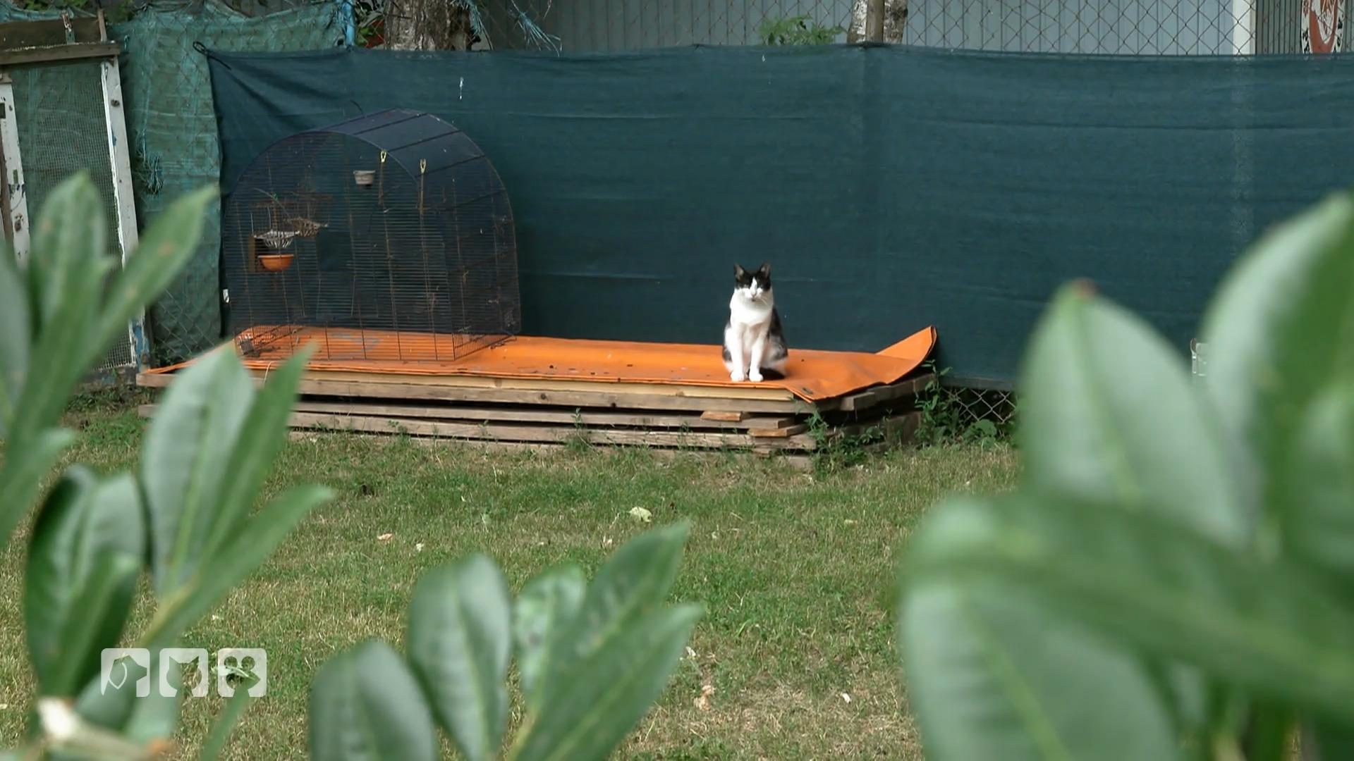 Jana kämpft gegen das Katzenelend im Kleingarten