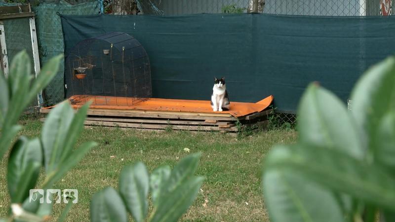 Jana kämpft gegen das Katzenelend im Kleingarten