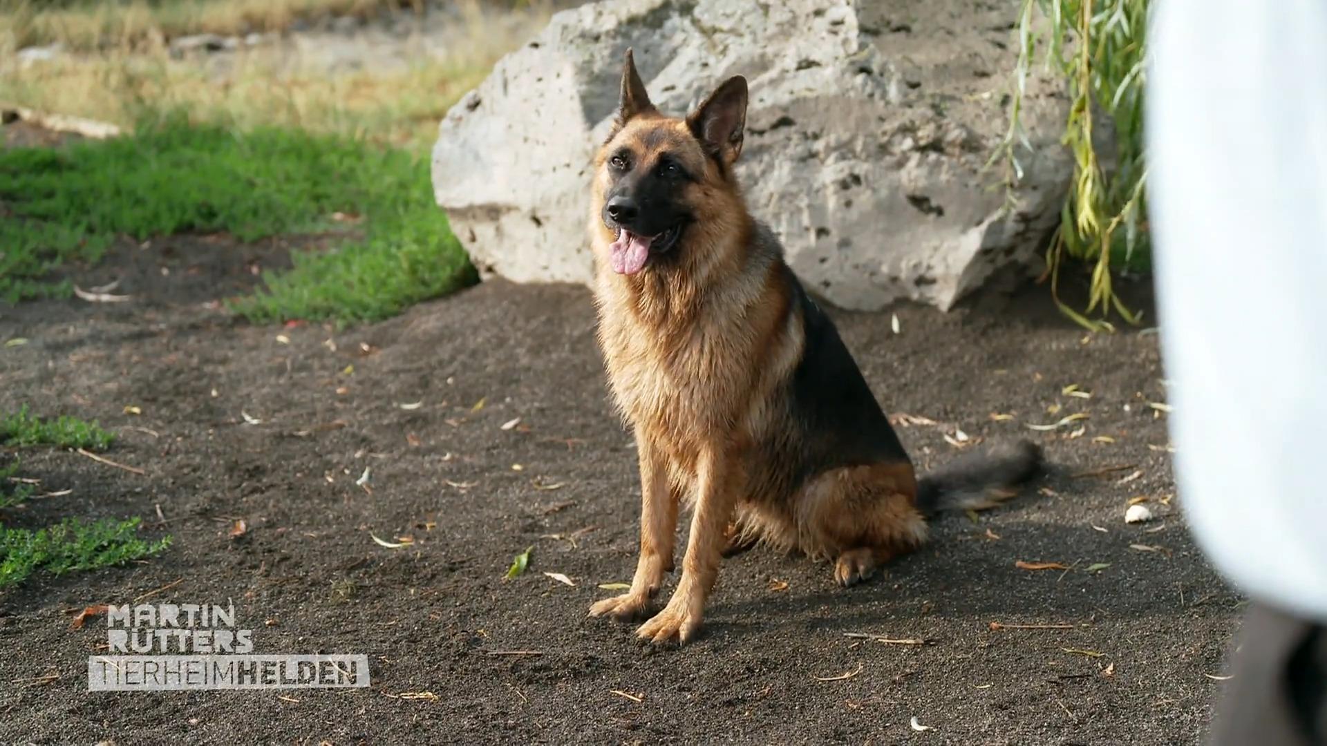Das "schwere" Mädchen aus dem Tierheim Koblenz