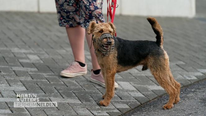 Der süße Terrier Arthur gilt im Tierheim als Gefahr
