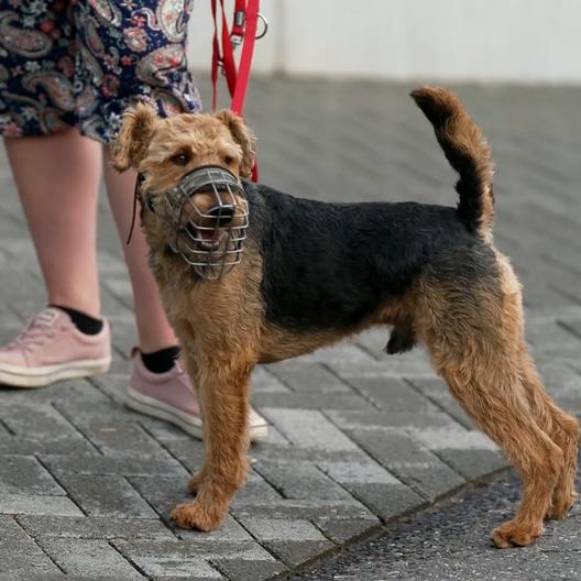 Der süße Terrier Arthur gilt im Tierheim als Gefahr