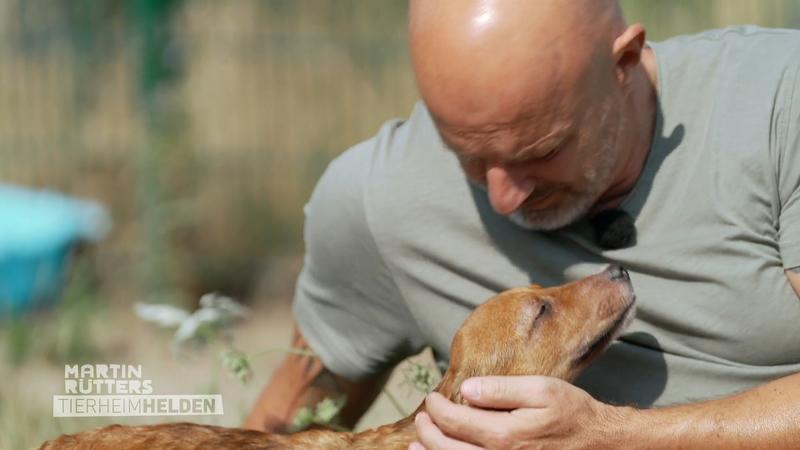 Rumänische Welpen erobern Detlefs Herz